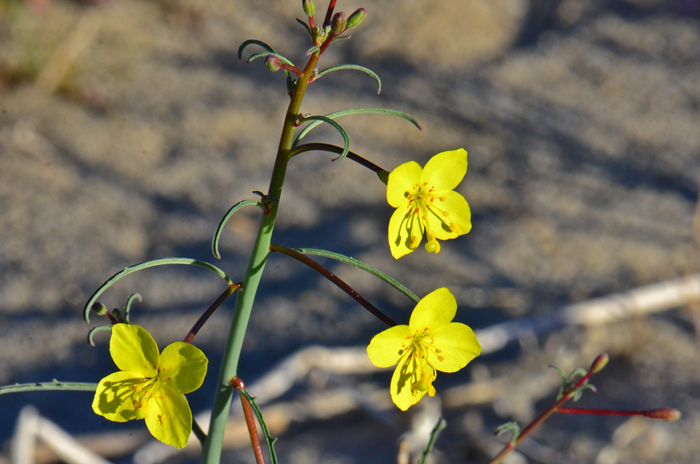 California Suncup is a handsome spring species that blooms from February to June. Eulobus (Camissonia) californicus 